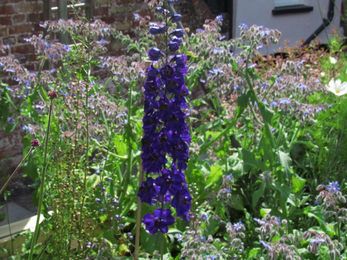 The Old Vicarage Hotel & Restaurant 브리지워터 외부 사진 Delphinium 'Blue King'